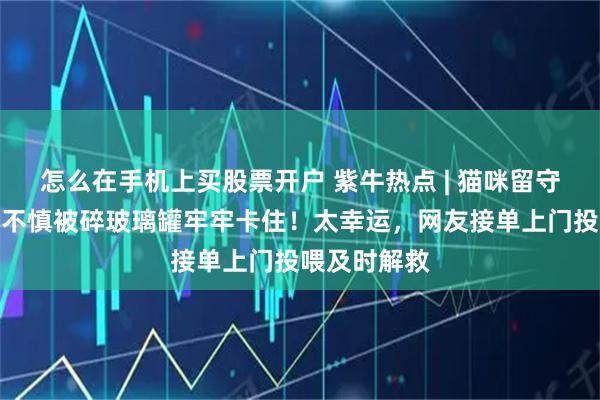 怎么在手机上买股票开户 紫牛热点 | 猫咪留守在家，颈部不慎被碎玻璃罐牢牢卡住！太幸运，网友接单上门投喂及时解救