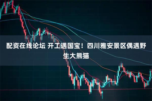 配资在线论坛 开工遇国宝！四川雅安景区偶遇野生大熊猫